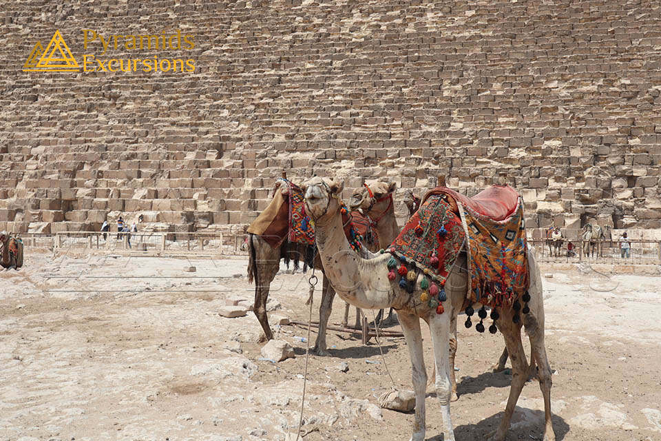 Cairo and Giza Pyramids from Hurghada by Sharing Bus