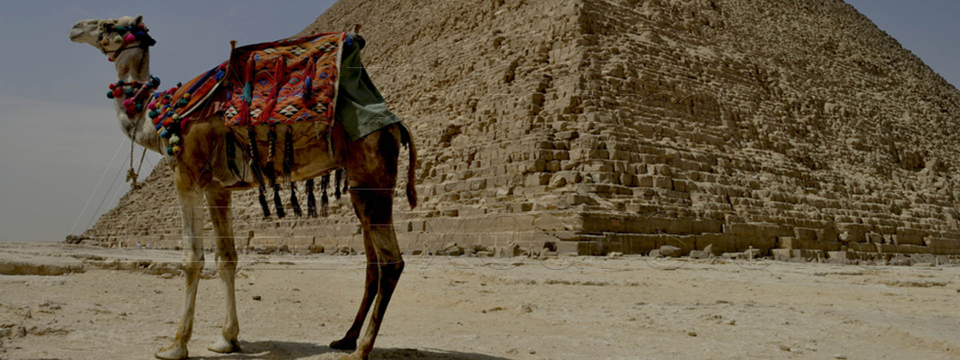 Camel Tour Giza Pyramids